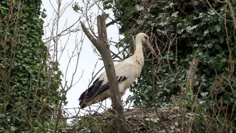 Storks-nest-between-two-large-trees,-in-the-lower-Mondego-fields