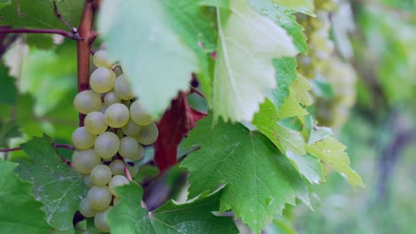 Mature-white-grapes-hanging-on-vine-branch