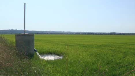 Rice-plantation,-the-water-flowing-in-abundance-to-the-rice-field,-necessary-for-the-growth-of-the-cereal
