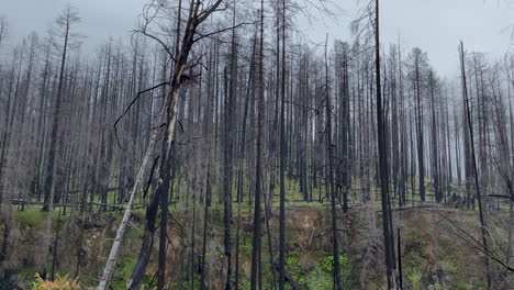 Verkohlte-Tote-Bäume-Im-Süden-Von-Oregon-Nach-Einer-Verheerenden-Waldbrand-Naturkatastrophe,-Die-Durch-Den-Klimawandel-Und-Die-Globale-Erwärmung-Verursacht-Wurde