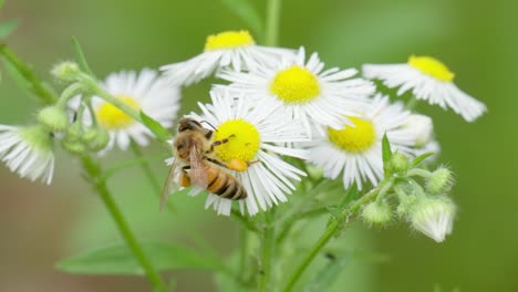 Extreme-close-up-of-a-honey-bee-with-pollen-on-legs-collecting-nectar-from-chamomile-flowers