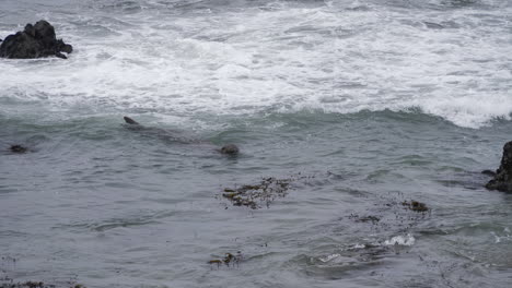 Seeelefant-Schwimmt-Vor-Der-Kalifornischen-Küste
