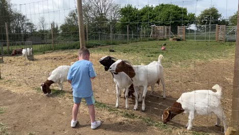 Niño-Alimentando-Cabras-En-La-Atracción-De-La-Granja