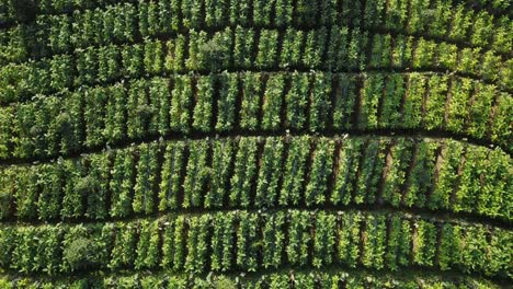 Absteigende-Luftaufnahme-Von-Oben-Nach-Unten:-Wunderschöne-Grüne-Tabakplantage-Bei-Sonnenuntergang-In-Asien