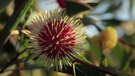 Hakea-Laurina-Pin-Cushion-Plants-Close-Up,-Ant-Climbs-Along-Stem,-Sunny-daytime-Maffra,-Victoria,-Australia