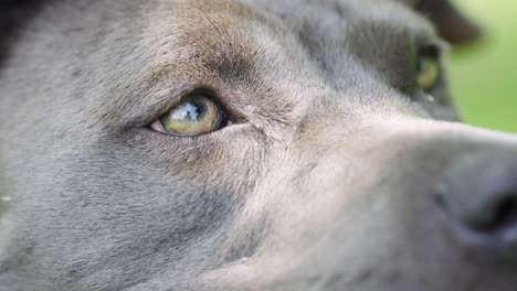 Close-up-of-gray-dog-with-sharp-hazel-eyes-looking-off-camera-in-slow-motion