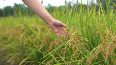 Filmische-Hand,-Die-über-Kultivierte-Reispflanzen-Gleitet,-Wunderschönes-Goldenes-Reisfeld-In-Der-Stadt-Douliu,-Yunlin-Land,-Taiwan,-Asien