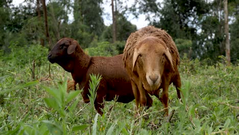 Two-Healthy-Brown-Sheep-Grazing,In-The-Field-By-The-Fores