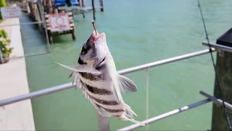 Sheepshead-Fish-On-Red-Hook-Dangles-and-Flops-after-Caught-by-Fisherman-in-Ocean-Water