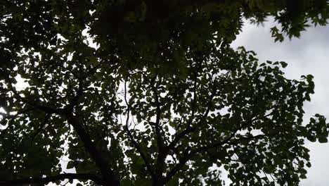 Timelapse-video-from-a-platanus-tree-from-bottom-view-with-the-sky-behind