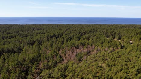 Aerial-Flying-Over-Forest-Trees-On-The-Curonian-Spit,-Lithuania