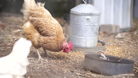 Brown-Chicken-Scratching-Off-Soil-With-Feet-To-Reveal-Grains,-Feeding-In-A-Poultry-Pen-At-Daytime