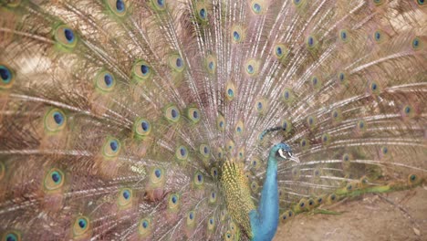 Male-Peacock-With-Distinct-Tail-Feathers.-Slow-motion