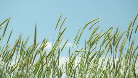 Closeup-of-barley-ears-against-blue-sky