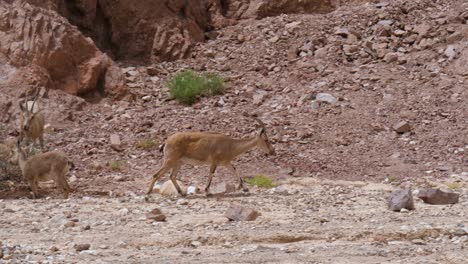Camera-pans-with-a-male-Ibex-as-he-passes-another-group-foraging-for-food-in-desert-setting-near-Eilat,-Israel