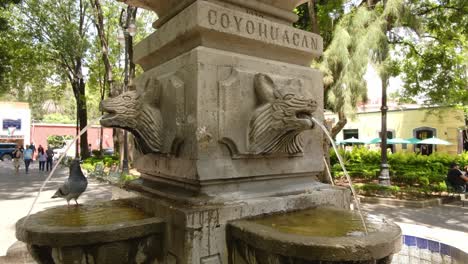 Coyotes-Water-Fountain-Coyoacan-Mexico-City-Pigeon-Drinking-Water-Centenary-Garden-CDMX-Historic-Center-Sculpture