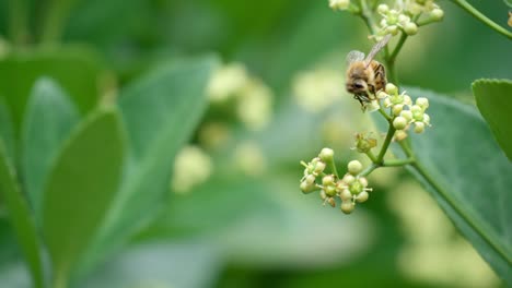 Honigbiene-Auf-Der-Blüte-Der-Japanischen-Spindel---Makro