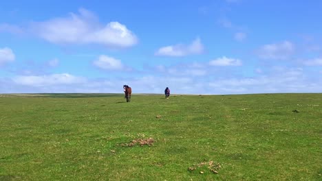 Two-horses-walk-toward-toward-the-camera-in-a-grassy-field-on-top-of-a-mountain-under-a-blue-sky-with-wispy-fair-weather-clouds