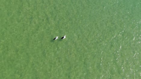 Luftaufnahme-Von-Oben-Nach-Unten,-Aufsteigender-Blick-über-Zwei-Pelikane