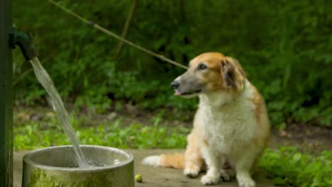 A-well-trained-dog-waits-patiently-next-to-its-owner-at-a-public-drinking-fountain-until-she-beckons-him-over
