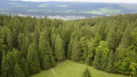 A-drone-moves-over-a-fir-forest-next-to-a-meadow-in-the-swiss-alps,-aerial-shot