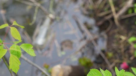 Glass-bottle-dropped-into-forest-stream-water,-view-from-above