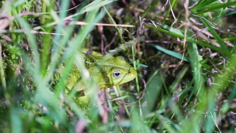 Green-frog-hiding-in-dense-wet-grass,-close-up-handheld-view
