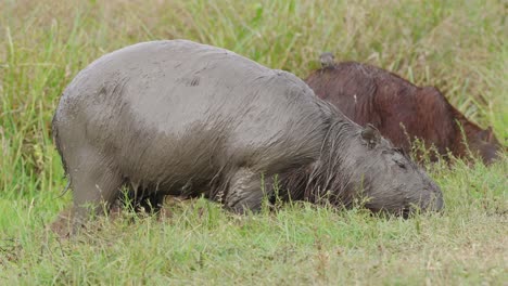 Big-wet-capybara-eating-grass-wetlands-animal-natural-habitat-day