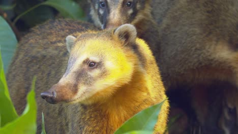 beautiful-shot-of-a-group-or-band-of-female-and-young-coatis-under-a-green-bush-in-the-forest