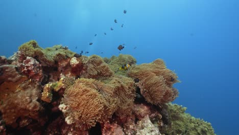 Wunderschöne-Unterwasserszene-Mit-Clownfischen-In-Kristallklarem-Wasser-über-Einer-Seeanemone-Auf-Einem-Korallenriff-Rund-Um-Die-Insel-Tahiti-In-Französisch-Polynesien