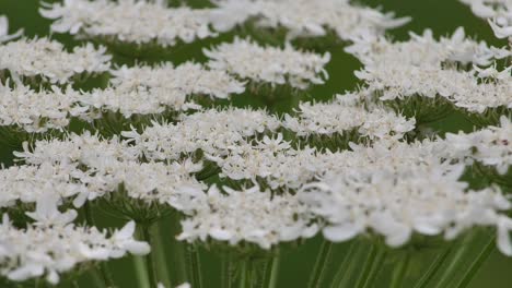 Giant-hogweed-against-with-large-white-flowers,-heracleum-manteggazzianum