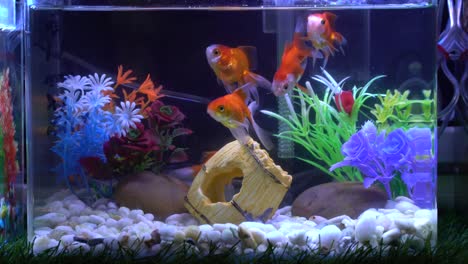 Red-fishes-swimming-in-a-aquarium
