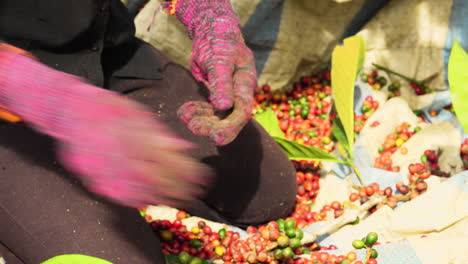 Harvesting-of-ripe-coffee-cherries-from-branches-by-hand