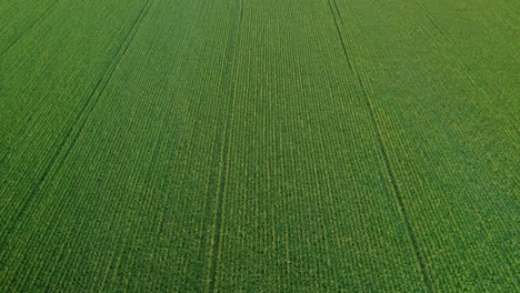 Aerial-drone-forward-moving-shot-of-cinematic-endless-green-grain-field-drone-with-symmetric-wheat-plantation-visible-from-above-at-daytime