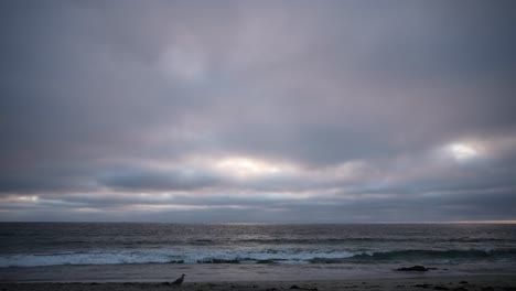 Seabirds-run-along-the-shore-as-sun-sets-over-the-ocean-on-a-gloomy-day---time-lapse