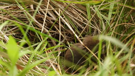 Cute-little-field-mouse-hiding-in-grass-agricultural-meadow-habitat-looking-for-food