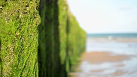 Close-up-footage-of-green-algae-growing-on-wooden-breakwater-poles-at-the-calm-north-sea-during-a-low-tide-morning