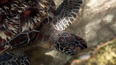 Meeresschildkröte-Sucht-In-Ufernähe-Nach-Nahrung