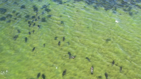 Drone-flying-over-hundreds-of-gray-seals-in-the-shallows-off-Cape-Cod-Provincetown