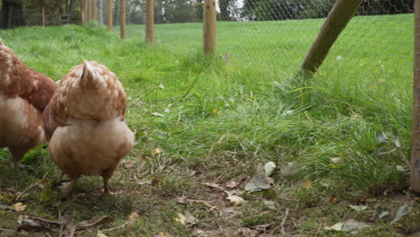 Fluffy-free-range-chickens-searching-for-food-in-grassy-enclosure