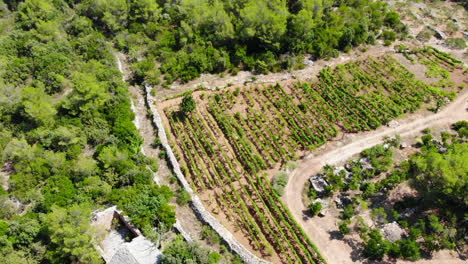Aerial-drone-shot-of-a-vineyard-on-the-island-of-Hvar