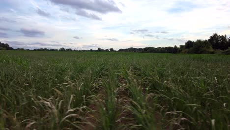 Sugarcane-field-in-England