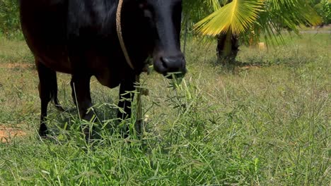 Schwarze-Kuh-Weidet-Und-Kaut-Ein-Stück-Grünpflanzen