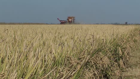 Reisfeld-Während-Der-Ernte-Mit-Erntemaschine,-Kalifornien,-USA