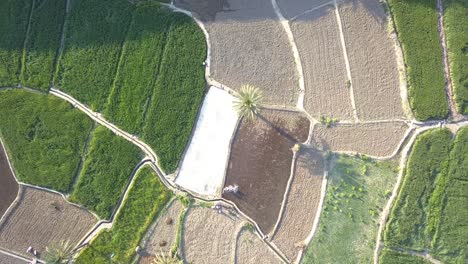 Reisfelder-Zwischen-Bergen-Und-Palmen