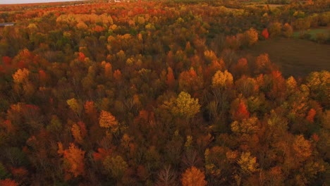 Sunset-aerial-view-of-amazing-fall-foliage-flying-over-colorful-hardwoods-full-of-autumn-colors