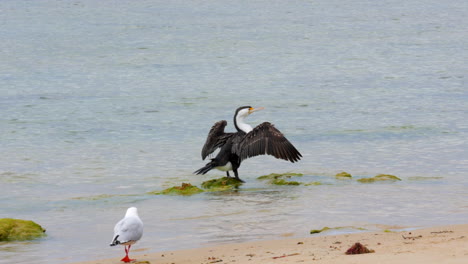 Australian-Pied-Cormorant-on-a-beach