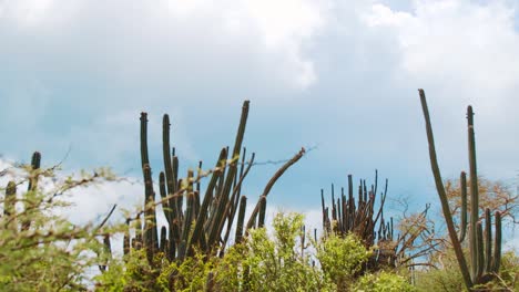 Low-angle-view-of-tall-cacti-in-Curacao,-Dutch-Caribbean-on-cloudy-day