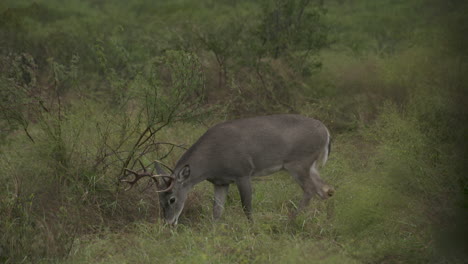 whitetail-bucks-in-Texas,-USA