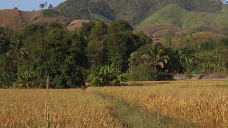 Reispflanzen-In-Der-Provinz-Loei,-Thailand